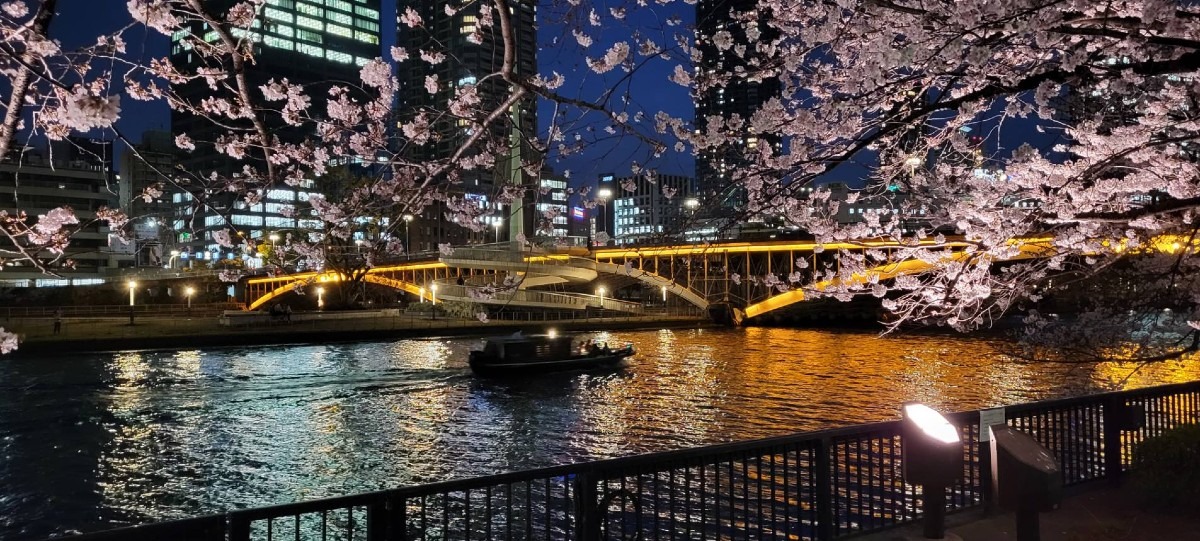 夜桜の季節です。