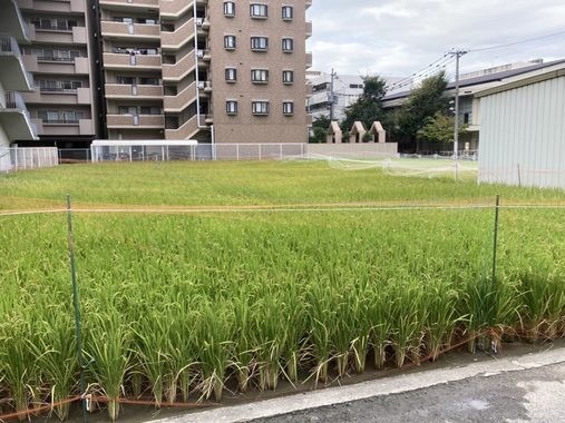 江坂にはまだたくさん田んぼがあります。