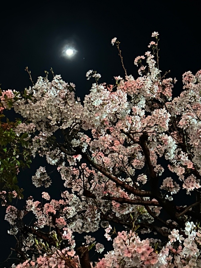 住吉大社　夜桜